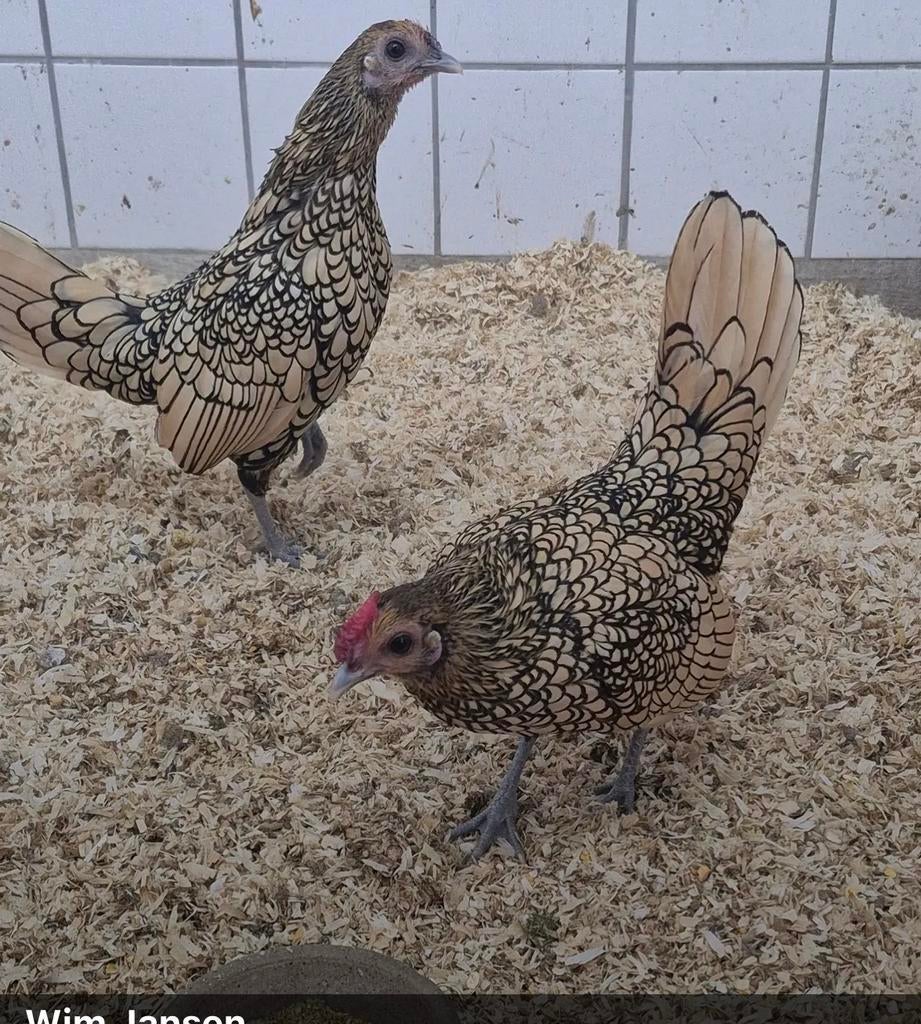 Sebright eieren citroen, Dieren en Toebehoren, Pluimvee, Geslacht onbekend, Kip
