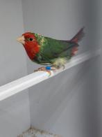 Bonte roodkop papagaaiamadine, Mannelijk