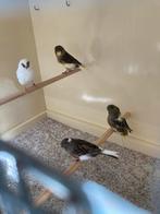 Gloster kanaries, Meerdere dieren, Postuurkanarie