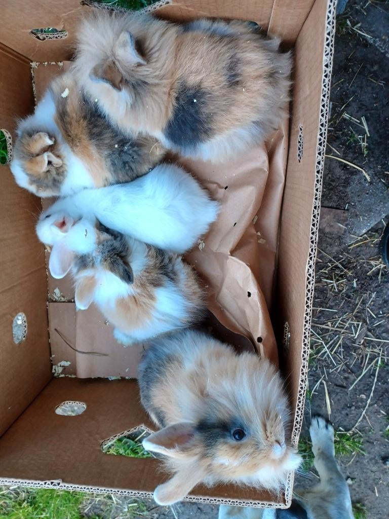 dwerg konijntjes, Dieren en Toebehoren, Konijnen, Meerdere dieren, Dwerg