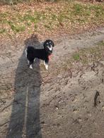 Honden opas, Dieren en Toebehoren, Ophalen