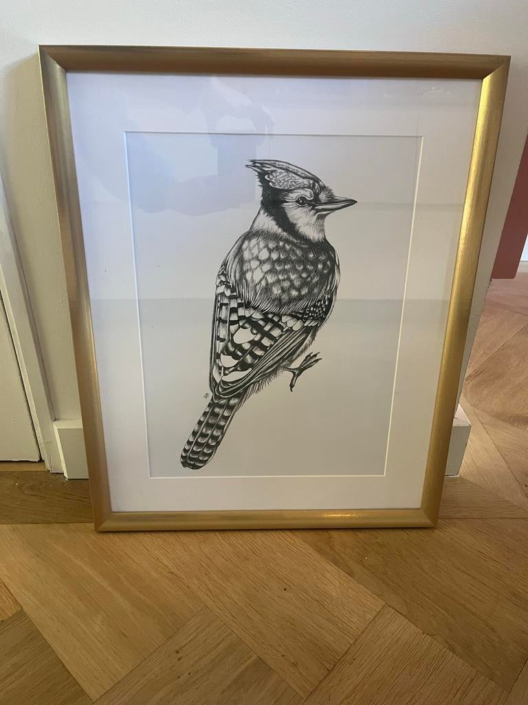 IKEA Lijst met print van vogel, Huis en Inrichting, Woonaccessoires | Lijsten, Ophalen, 50 tot 75 cm, Zo goed als nieuw, Minder dan 50 cm