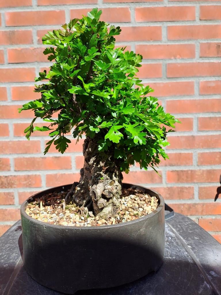 Bonsai rots model, Bloeit niet, Overige soorten, Minder dan 100 cm, Ophalen