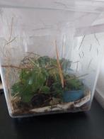 Gratis wandelende takken