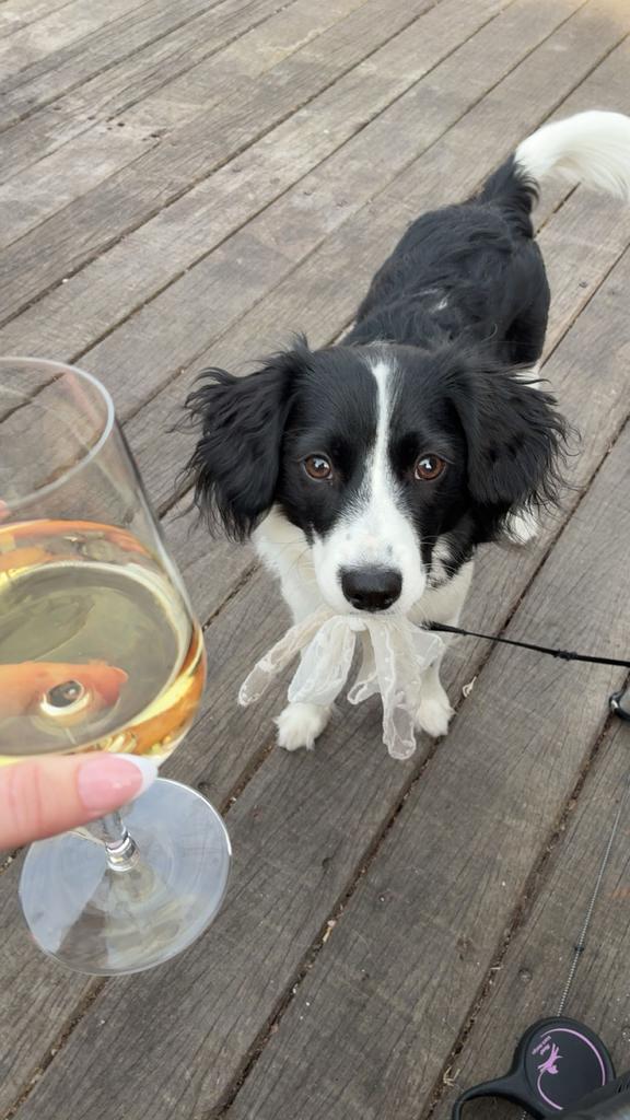 Binky de kooiker puppy, Dieren en Toebehoren, 15 weken tot 1 jaar, Reu, Parvo, Eén hond