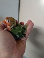 Mooie Agapornis Fischeri, erg leuk om handtam te maken, Geslacht onbekend, Dwergpapegaai of Agapornis, Geringd