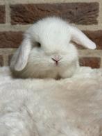 Prachtige Minilop konijntjes -> eventueel met stamboom, Dieren en Toebehoren, Konijnen, Meerdere dieren, Dwerg, Hangoor, 0 tot 2 jaar
