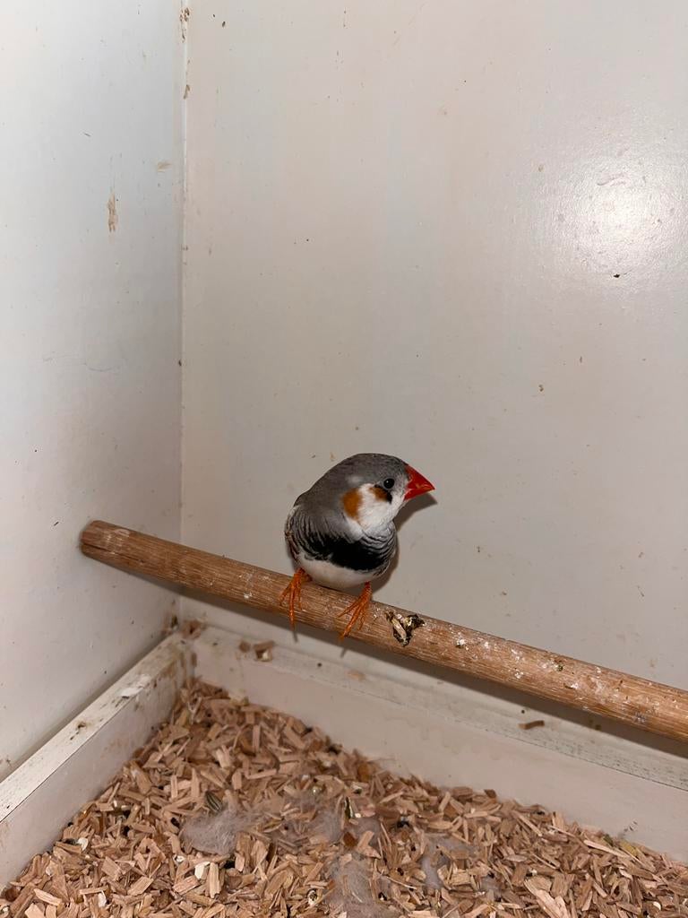 Een hele gezonde vogel. Mannetje. 1 jaartje oud, Dieren en Toebehoren, Mannelijk