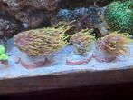 Koraaltjes te koop, Dieren en Toebehoren, Ophalen, Zo goed als nieuw, Gevuld zeewateraquarium