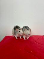 Duo mannelijke tamme ratten ter adoptie - Rodent Rescue, Augustus, Mannelijk, Rat