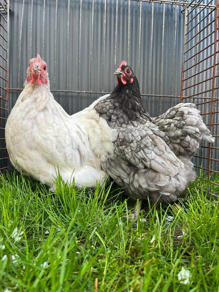 Krielkippen: sabelpoot en orpington, Dieren en Toebehoren, Meerdere dieren, Kip