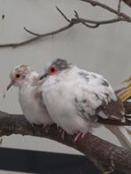 1-1 Diamant duiven bont, Meerdere dieren, Overige soorten