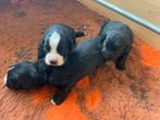 Boulab pups, Dieren en Toebehoren, Parvo, Reu, 8 tot 15 weken, Groot