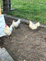 Friese hoen wit 4kippen en een haan, Dieren en Toebehoren, Meerdere dieren