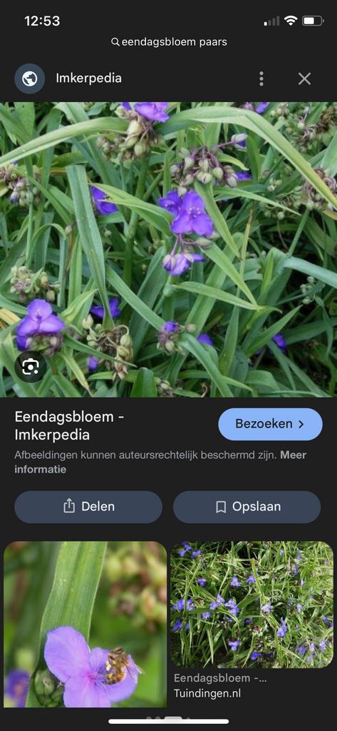 Eendagsbloem stekjes te koop, Ophalen, Overige soorten, Volle zon