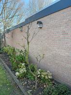 Kersenboom, Tuin en Terras, Planten | Bomen, Ophalen, Volle zon, Overige soorten