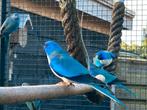 Tekoop koppel splendits blauw wit borsten split violet, Dieren en Toebehoren, Vogels | Parkieten en Papegaaien, Meerdere dieren