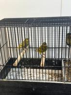 Te koop topzangers zwartkopsijsx kanarie, Dieren en Toebehoren, Mannelijk, Wildzangvogel