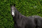 Talentvolle merrie te koop, Dieren en Toebehoren, Paarden, Merrie, Met stamboom, Dressuurpaard, 3 tot 6 jaar