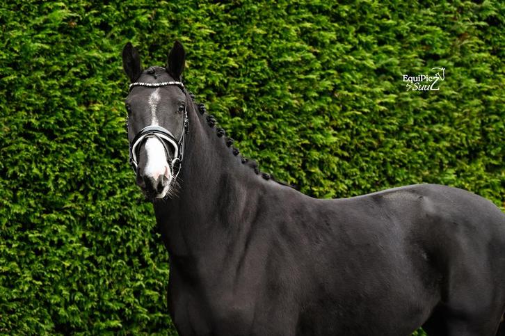 Talentvolle merrie te koop, Dieren en Toebehoren, Paarden, Merrie, L, 165 tot 170 cm, 3 tot 6 jaar, Dressuurpaard, Met stamboom