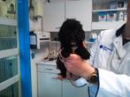 mini labradoodle, Dieren en Toebehoren, Overige rassen, 8 tot 15 weken, Parvo, Meerdere