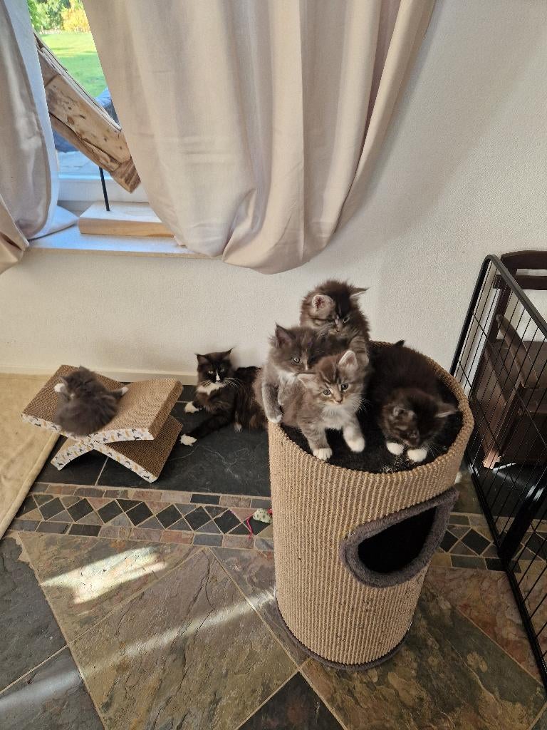 Nog 2 lieve Main Coon kittens poesjes te koop, Dieren en Toebehoren, Meerdere dieren, Gechipt, 0 tot 2 jaar