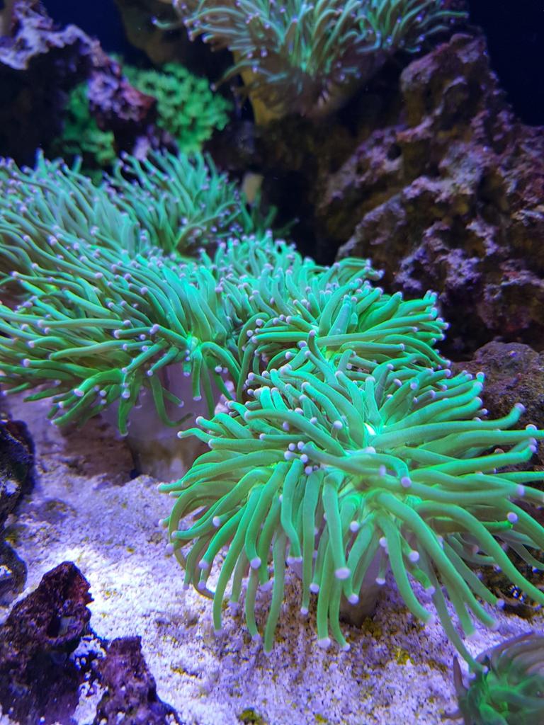 Toortskoraal stekken, Dieren en Toebehoren, Ophalen