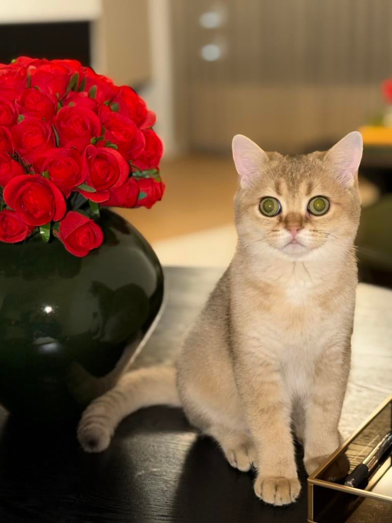 Katertje, Dieren en Toebehoren, Kater, Met stamboom, 0 tot 2 jaar
