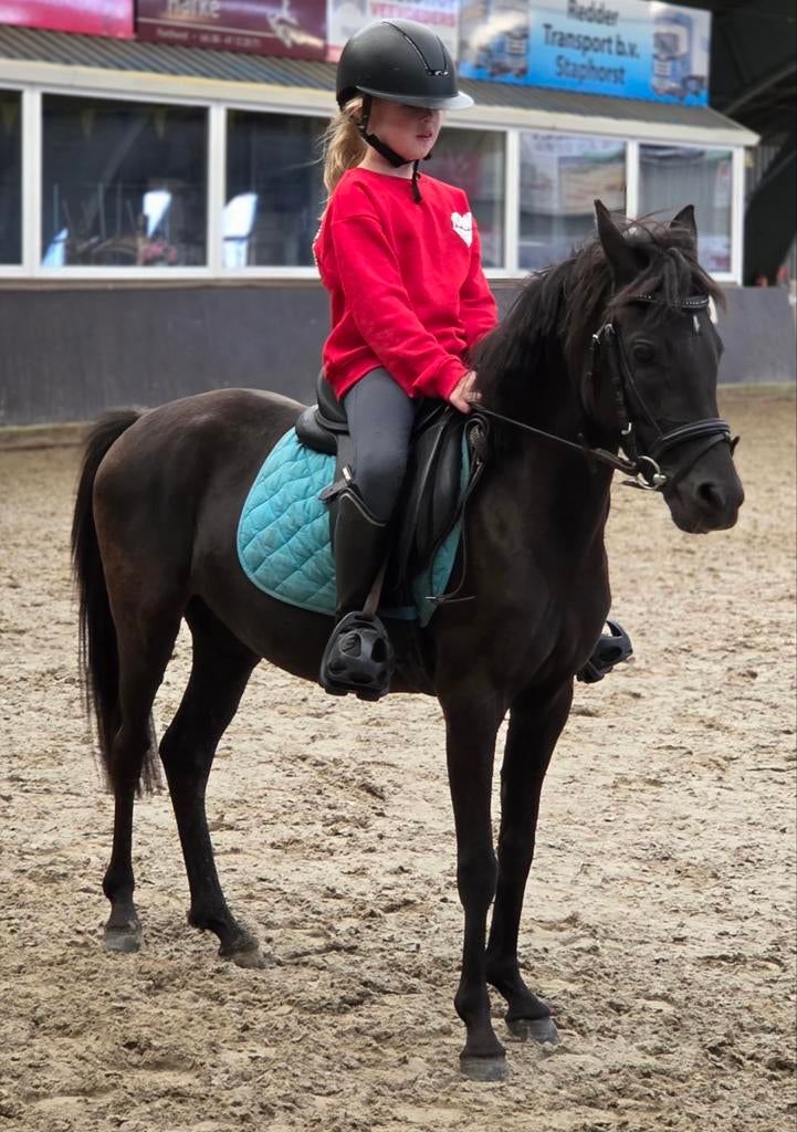 B-pony, Dieren en Toebehoren, Pony's, B, Springpony, 3 tot 6 jaar, B pony (1.17m tot 1.27m)
