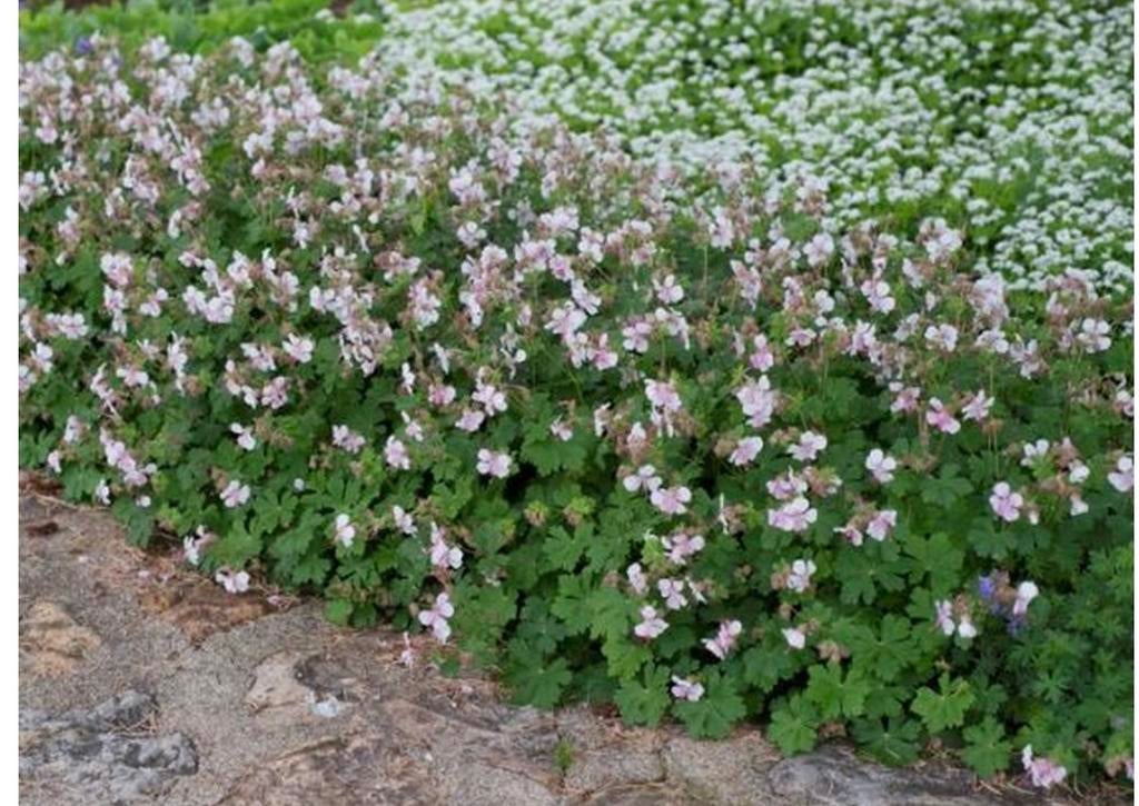 Ooievaarsbek / geranium licht roze, Ophalen of Verzenden, Bodembedekkers, Halfschaduw