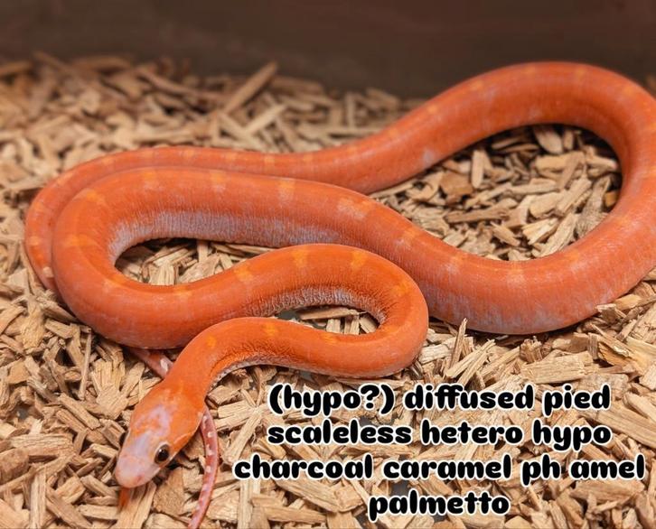 Pantherophis guttatus en Pituophis melanoleucus lodingi Rat Snake - male for sale from Hugo
