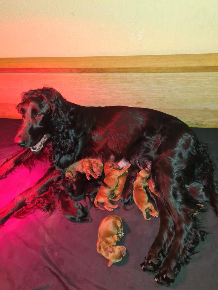 Ierse Setter pups, Dieren en Toebehoren, Honden | Setters en Staande honden, Particulier, Meerdere, Nederland, 8 tot 15 weken