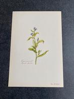 10 prenten bloemen/planten 16,5x24 cm samen 20 euro, Antiek en Kunst, Ophalen of Verzenden, Natuur en Biologie