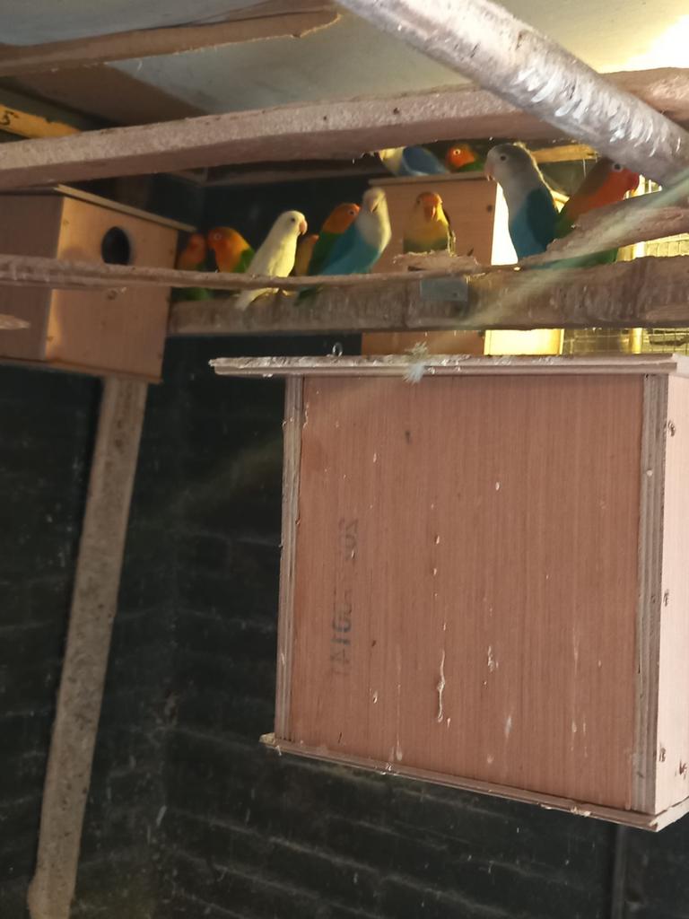 Vogels, Meerdere dieren, Parkiet