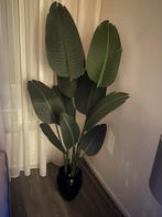 Kunstplant strelitzia, Ophalen, Overige soorten, Halfschaduw, 150 tot 200 cm