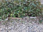 Lange hedera ca 1meter en 3 ranken, Ophalen, Klimplanten, Halfschaduw