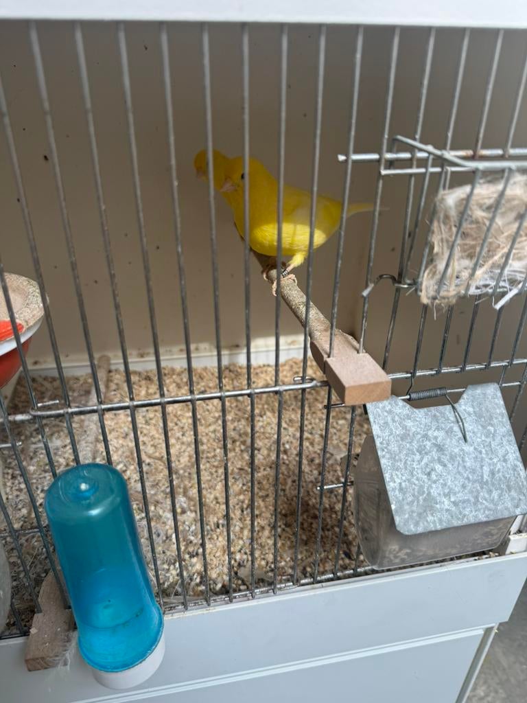 Koppels kanarie, Dieren en Toebehoren, Vogels | Kanaries, Meerdere dieren, Kleurkanarie