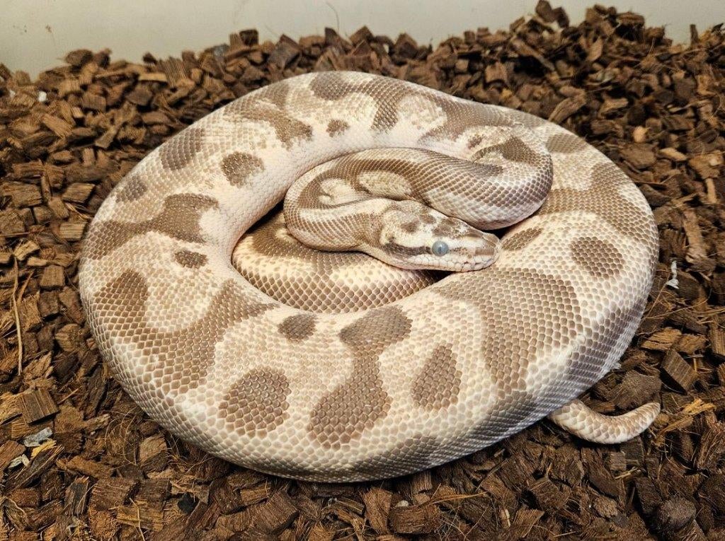 1.2 scalelesshead kweektrio-Enchi/Pastel/Fire-Pastel-Mojave, Dieren en Toebehoren, Reptielen en Amfibieën, Slang, 3 tot 6 jaar