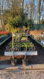 Portugese laurier op stam (groenblijvend), Tuin en Terras, Planten | Bomen, Ophalen, Bloeit niet, Halfschaduw, Overige soorten