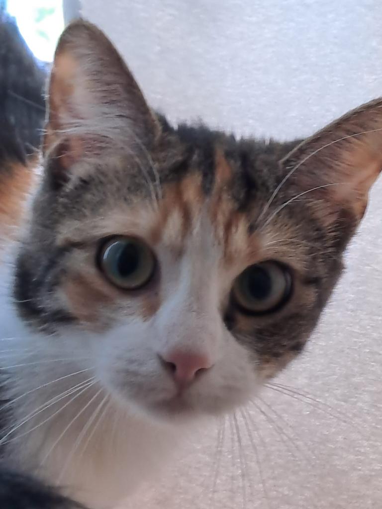 Mooie zusjes tekoop cypers en en schildpad, Poes, Ontwormd, 3 tot 5 jaar