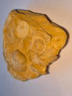 Fossiele schelpen in het krijt uit zuid Limburg, Ophalen of Verzenden, Schelp(en)