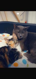 Gouden mandje gezocht, Meerdere dieren