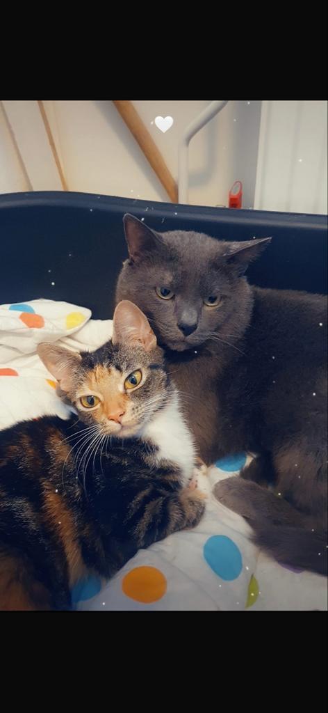 Gouden mandje gezocht, Dieren en Toebehoren, Katten en Kittens | Overige Katten, Meerdere dieren