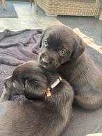BEZOEKSTOP  Prachtige zwarte labrador pups - puppy’s, Overige rassen, 8 tot 15 weken, Parvo, Meerdere