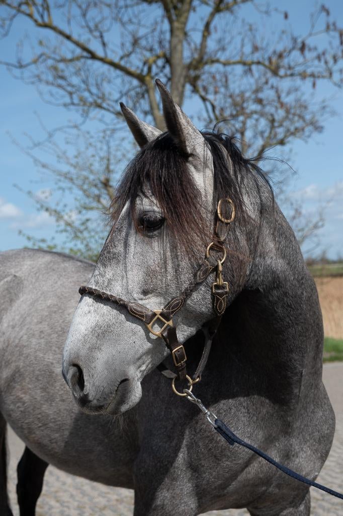 Elegante en sociale Pre Cruzado merrie te koop, Dieren en Toebehoren, Paarden, Dressuurpaard, Zadelmak, 3 tot 6 jaar, 160 tot 165 cm
