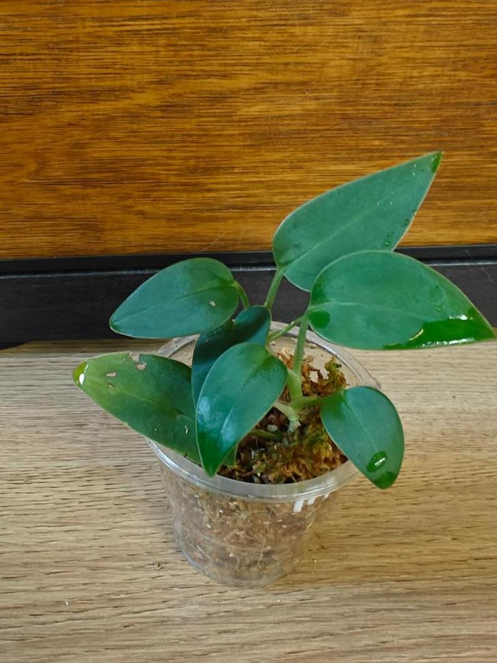Monstera sp. "Velvet" plantjes/stekjes, Huis en Inrichting, Kamerplanten, Minder dan 100 cm, Halfschaduw, Ophalen of Verzenden
