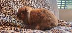 Lieve Nhd voedster beschikbaar, Dieren en Toebehoren, Konijnen, Vrouwelijk, Middelgroot, Hangoor, 0 tot 2 jaar