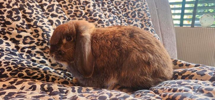 Lieve Nhd voedster beschikbaar, Dieren en Toebehoren, Konijnen, Middelgroot, Vrouwelijk, 0 tot 2 jaar, Hangoor