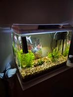 Aquarium inclusief alles, Ophalen, Gevuld zoetwateraquarium