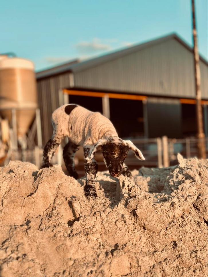 Gezocht: lammetje (ooi), Dieren en Toebehoren, Schapen, Geiten en Varkens, Schaap, Vrouwelijk, 0 tot 2 jaar